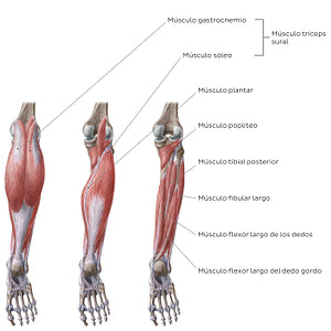 Muscles of the leg (Posterior view) (Spanish)