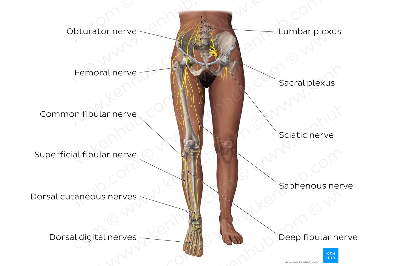 Main nerves of the lower limb - anterior (English)