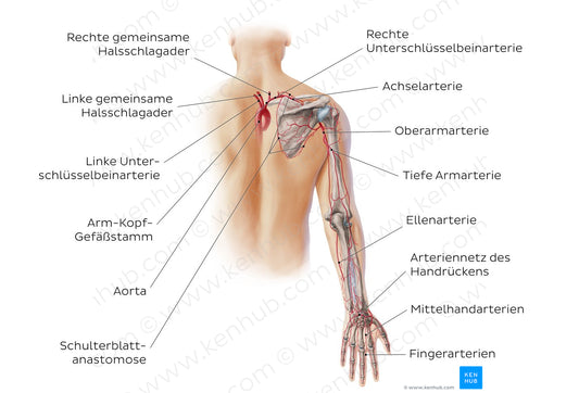 Main arteries of the upper limb - posterior (German)