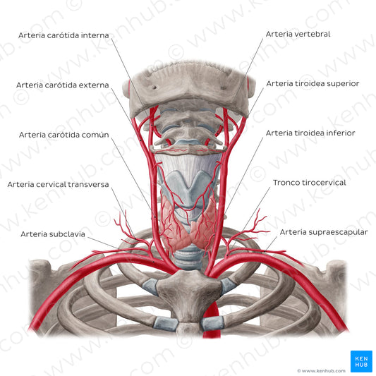 Arteries of the thyroid gland (Spanish)