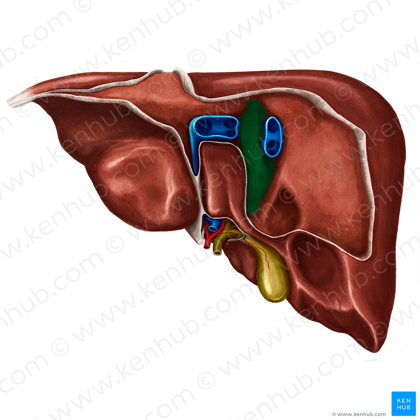 Groove for inferior vena cava (#9344)