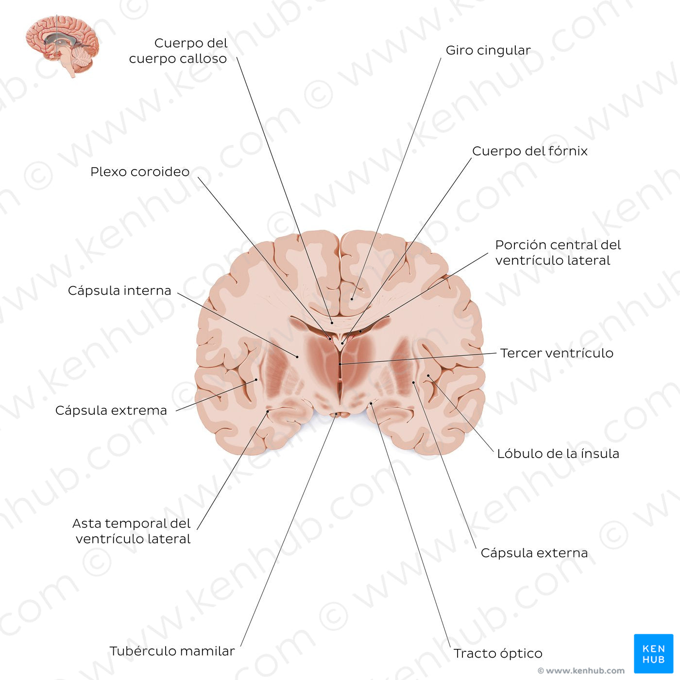 Coronal section of the brain (thalamus level): White matter structures (Spanish)