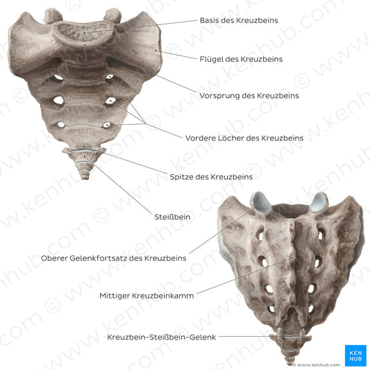 Sacrum and coccyx (German)