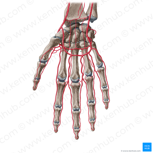 Perforating branches of palmar metacarpal arteries (#20485)