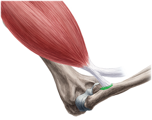 Radial tuberosity (#9787)