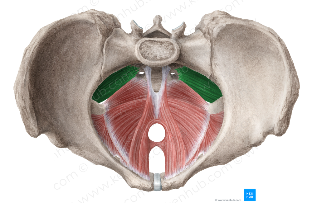 Piriformis muscle (#5760)