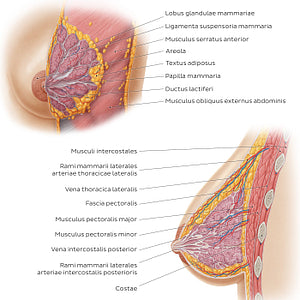 Female breast structure (Latin)