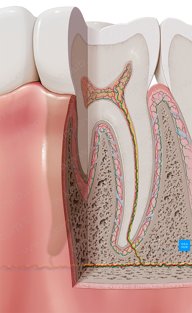 Dental veins (#10141)
