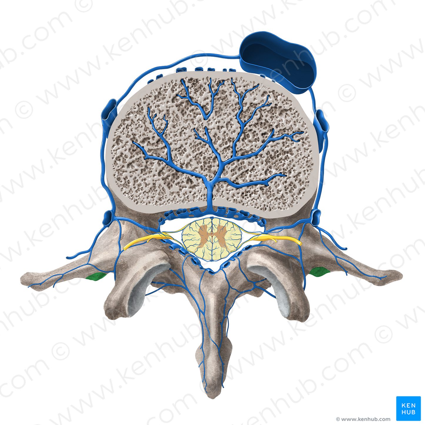 Accessory process of lumbar vertebra (#8155)
