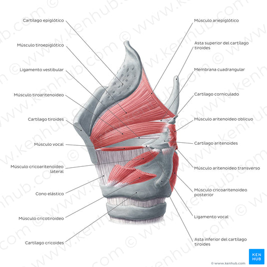 Muscles of the larynx: lateral view (Spanish)