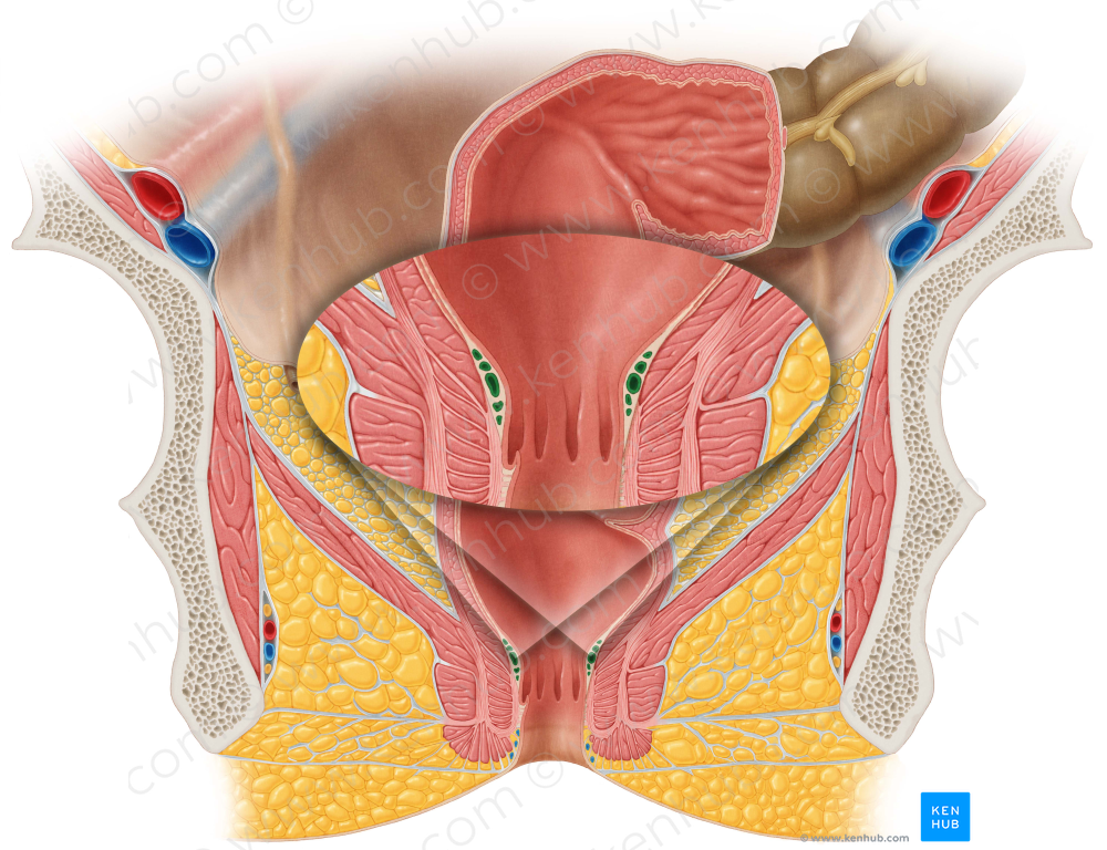 Internal rectal venous plexus (#8070)