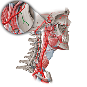Posterior superior alveolar artery (#17336)