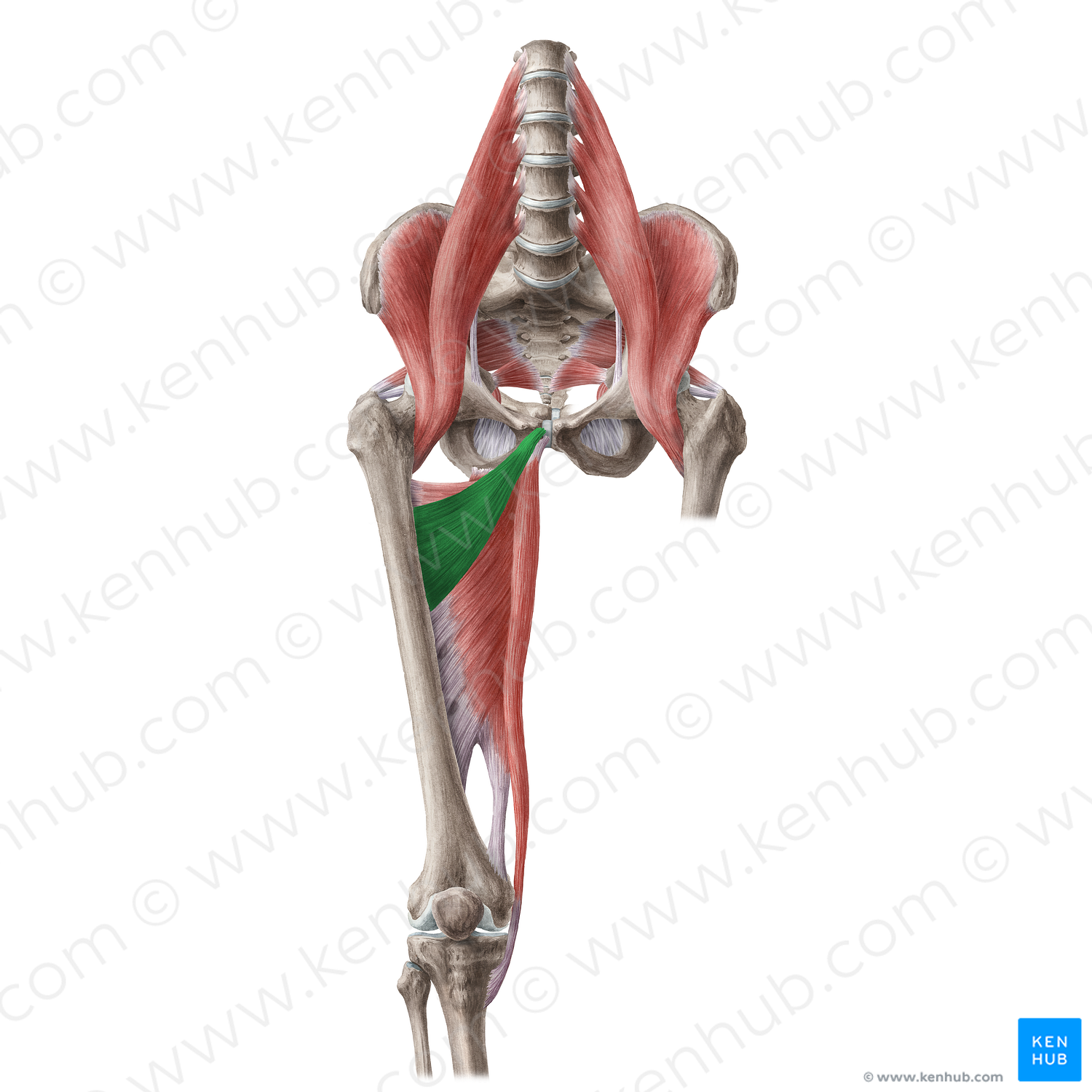 Adductor brevis muscle (#19638)