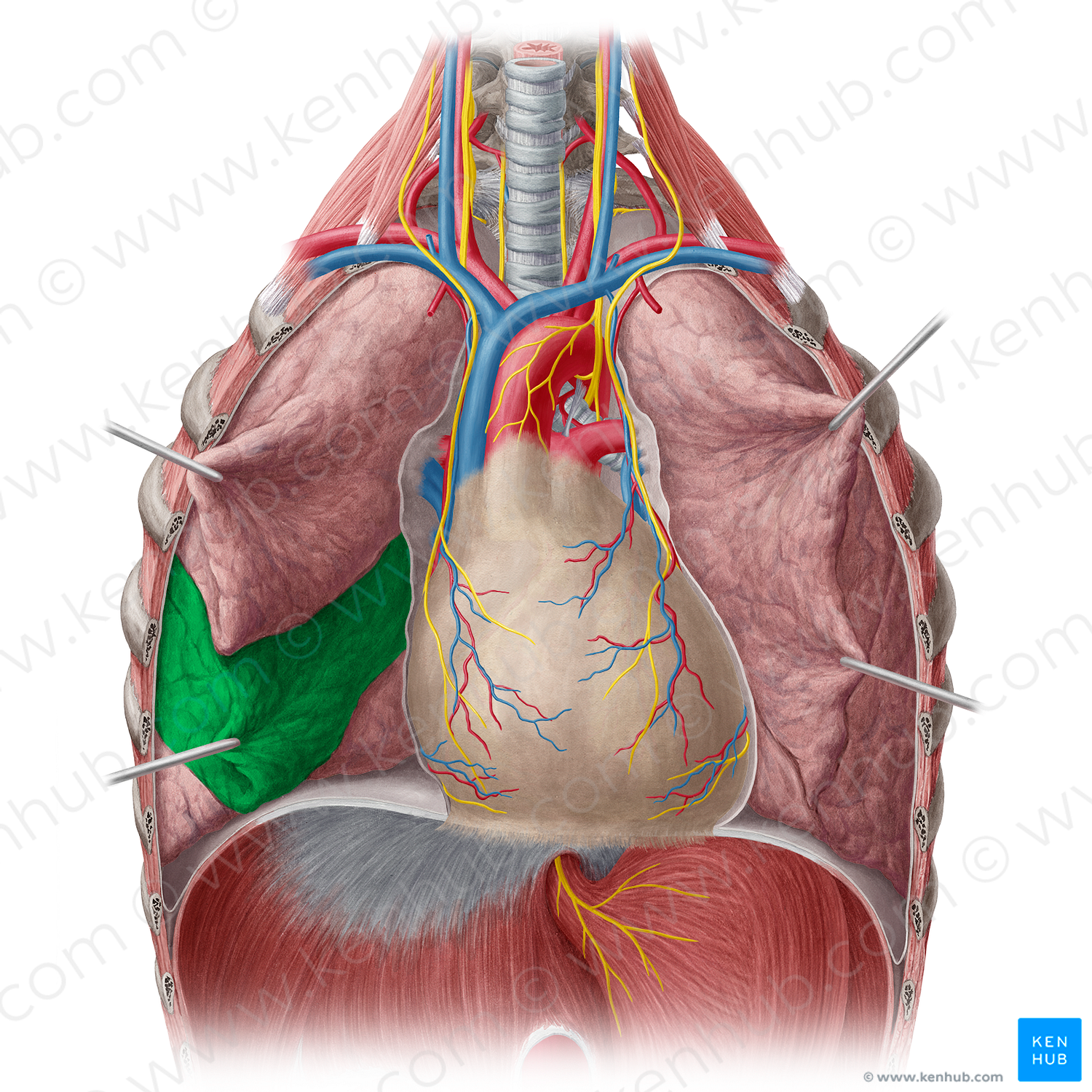 Middle lobe of right lung (#4841)