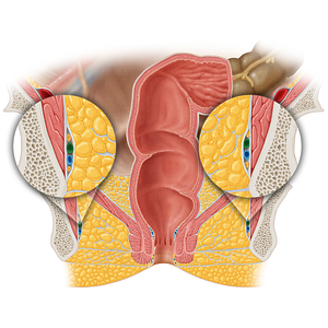 Internal pudendal artery (#1670)