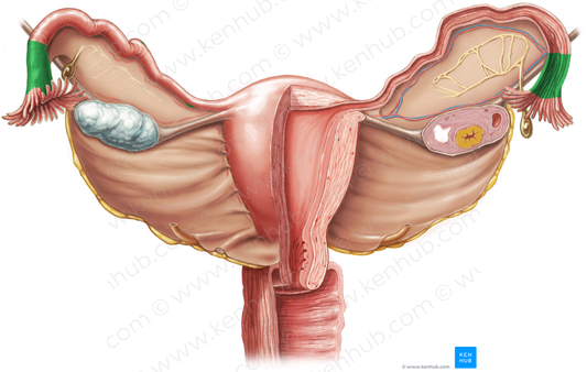 Infundibulum of uterine tube (#4311)