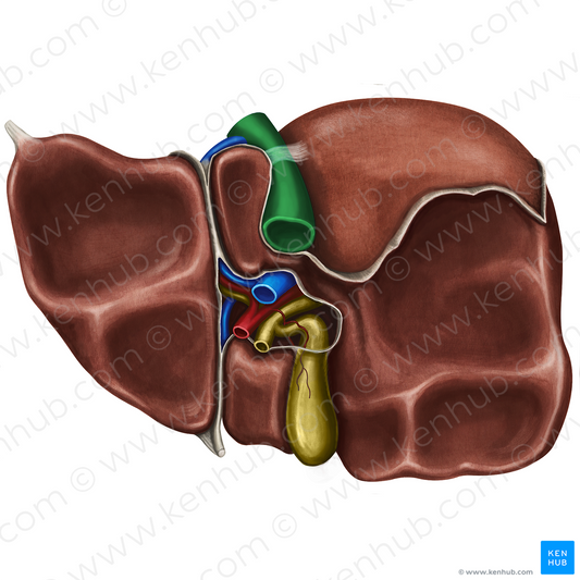 Inferior vena cava (#10036)