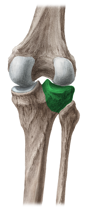 Lateral condyle of tibia (#2818)