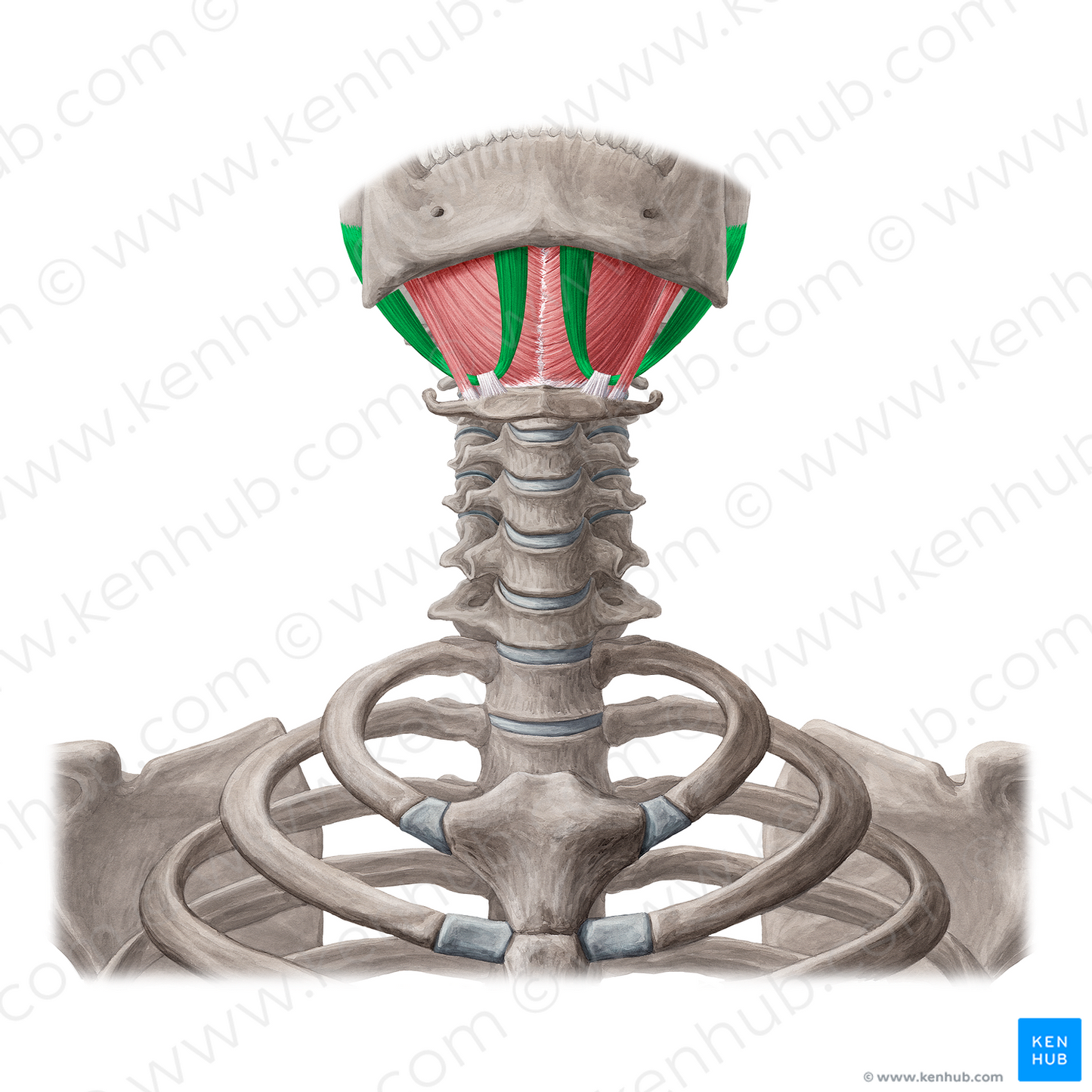 Digastric muscle (#5303)