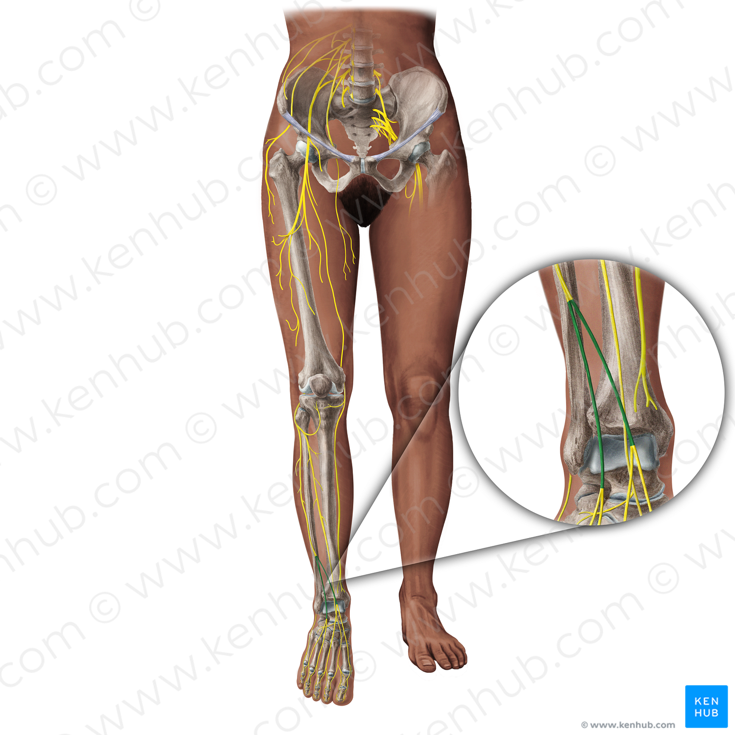 Dorsal cutaneous nerves (#19362)