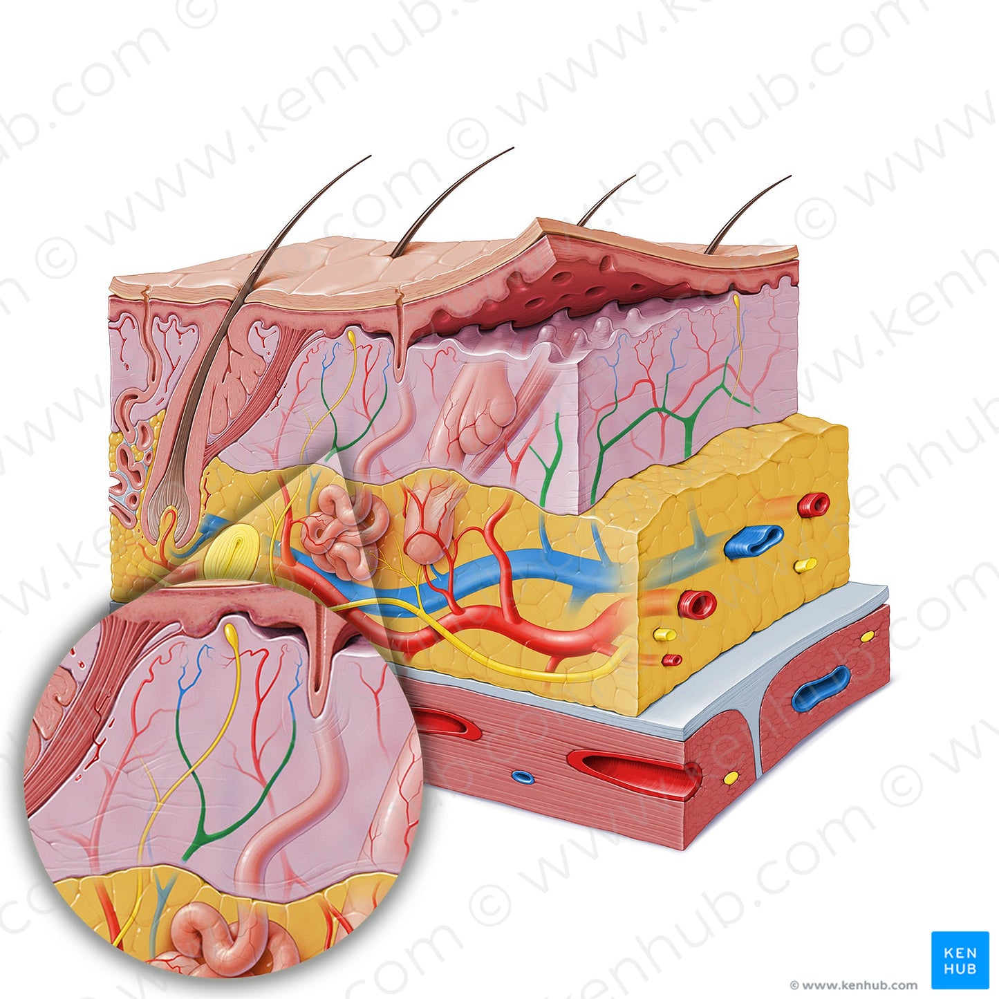 Deep dermal venous plexus (#19849)