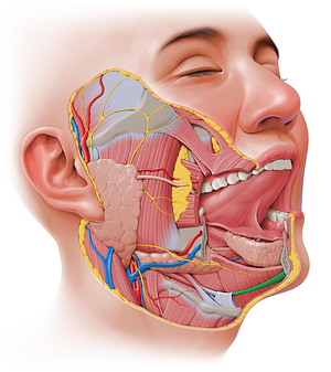 Anterior belly of digastric muscle (#21)