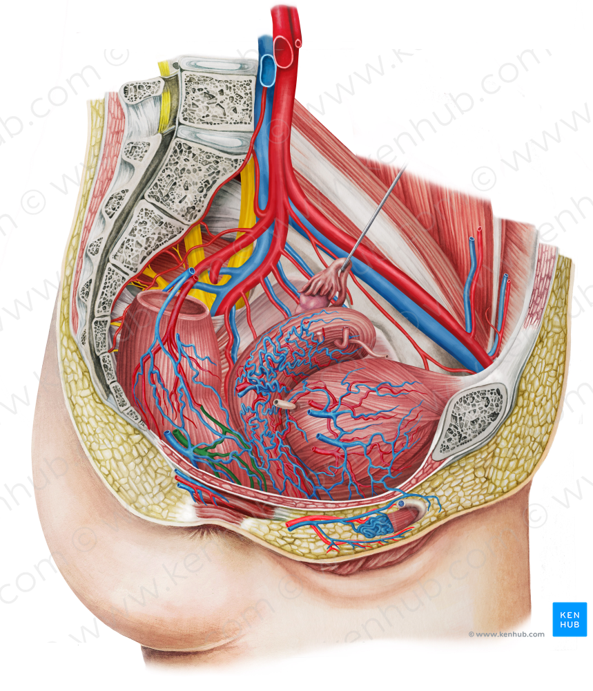 Right middle anorectal artery (#1724)