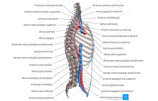 Arteries and veins of the back: Lateral view (Latin)