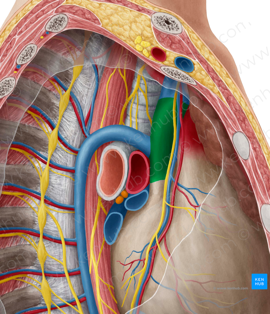 Superior vena cava (#10080)