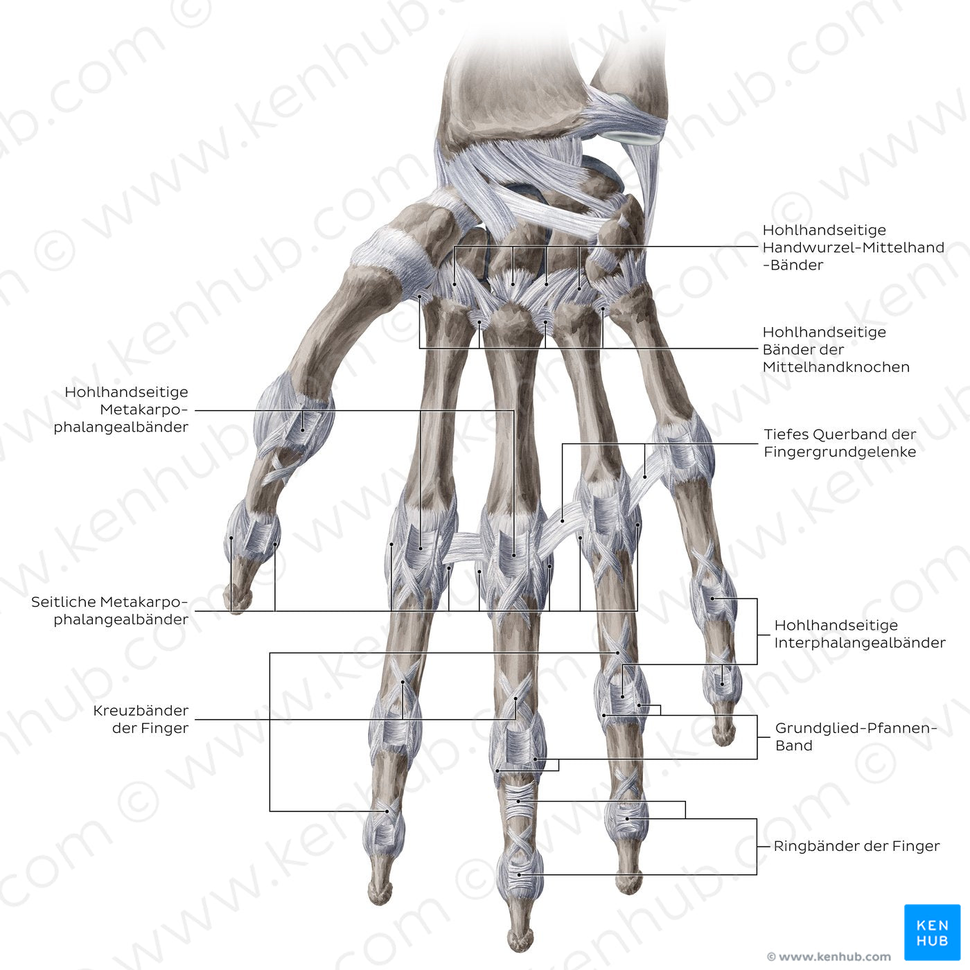 Ligaments of the metacarpals and phalanges: Palmar view (German)