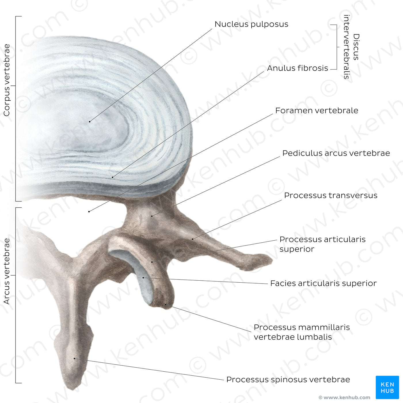 Typical lumbar vertebra (Latin)