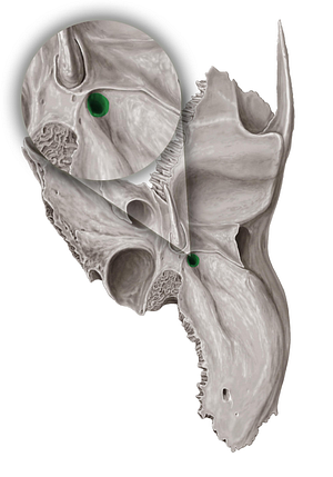 Stylomastoid foramen (#3810)