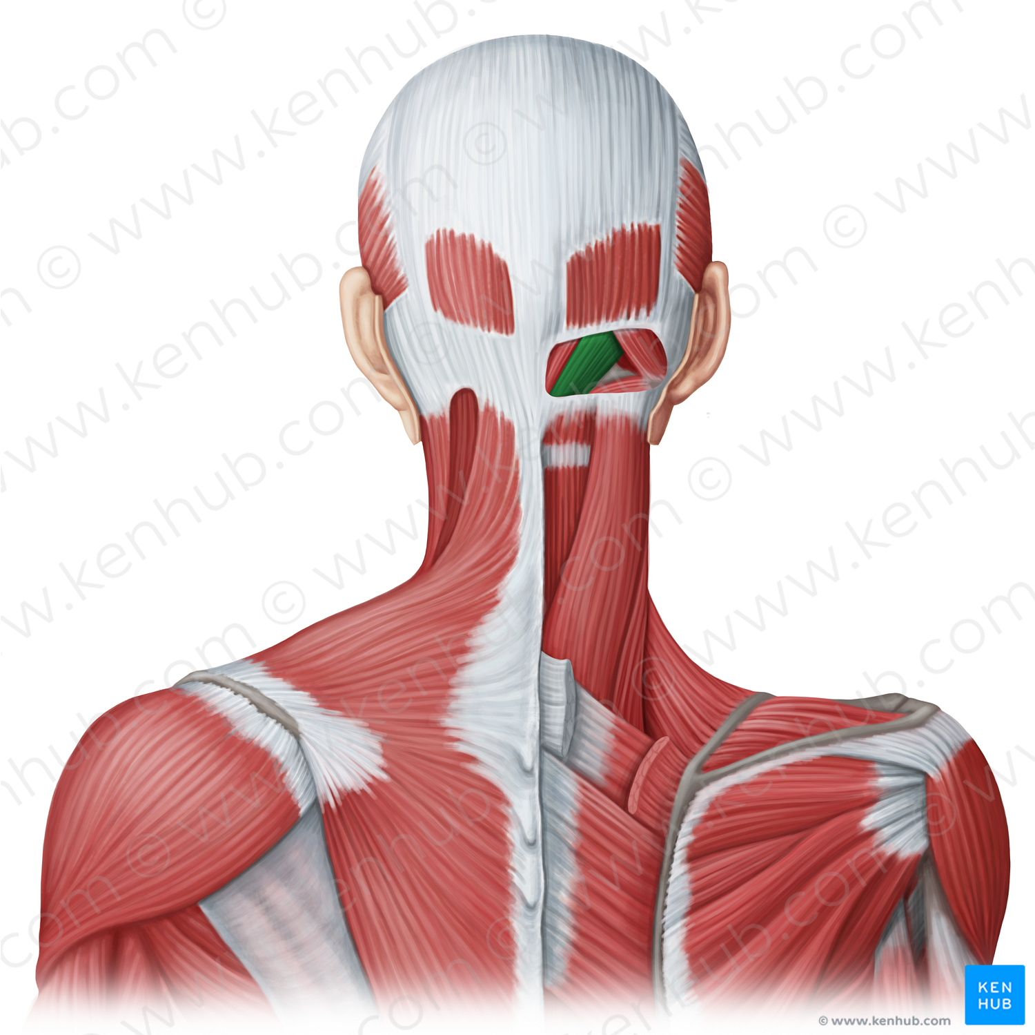 Rectus capitis posterior major muscle (#20033)