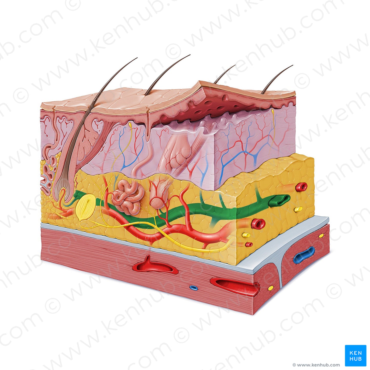 Subcutaneous venous plexus (#19852)