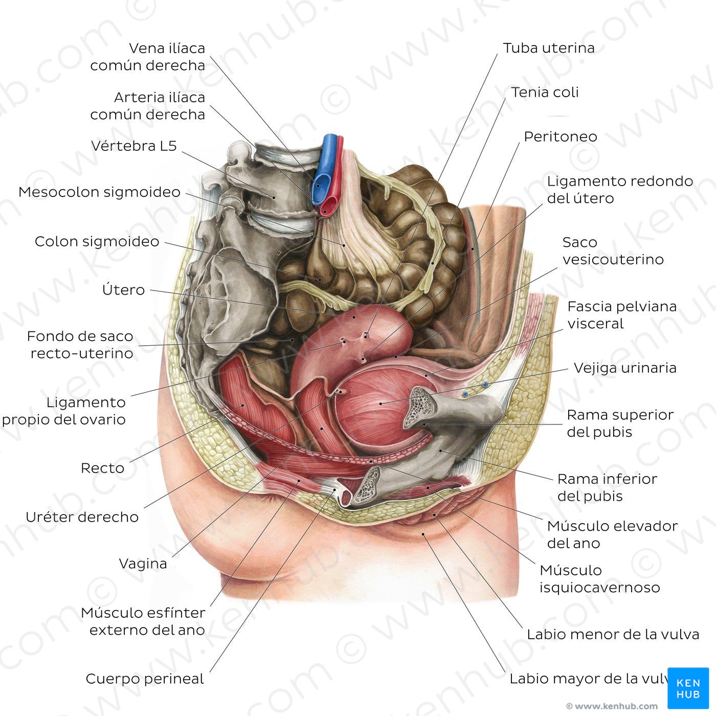 Female pelvic viscera and perineum (Spanish)