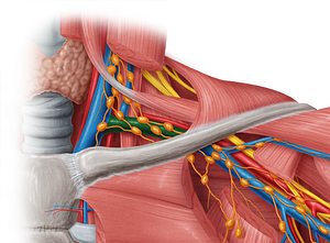 Subclavian vein (#10598)