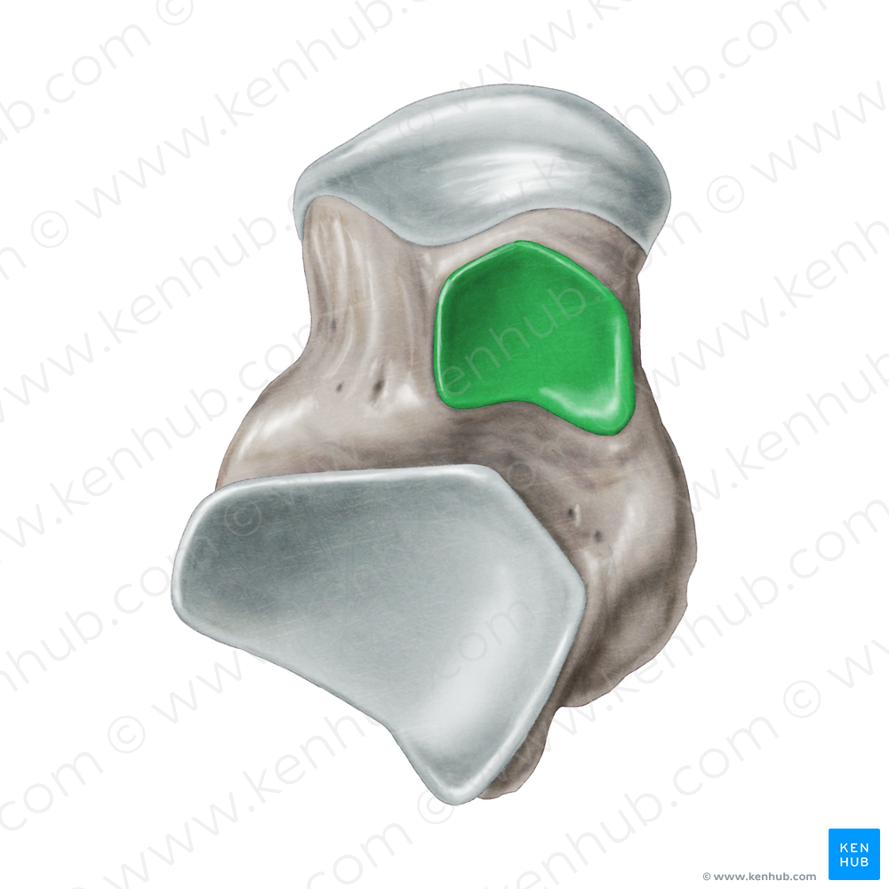 Middle facet for calcaneus of talus (#3451)