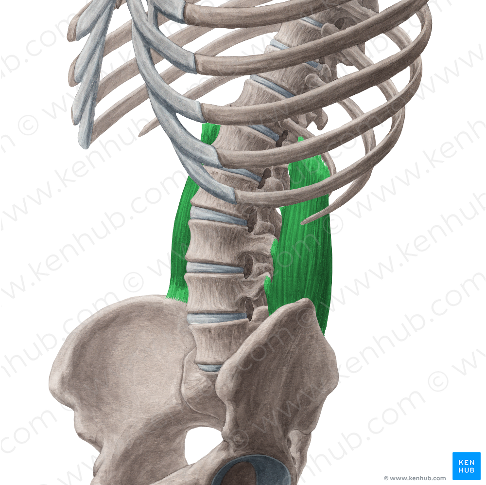 Quadratus lumborum muscle (#5816)