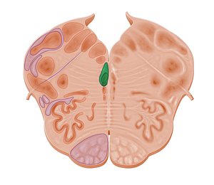 Medial longitudinal fasciculus (#10958)