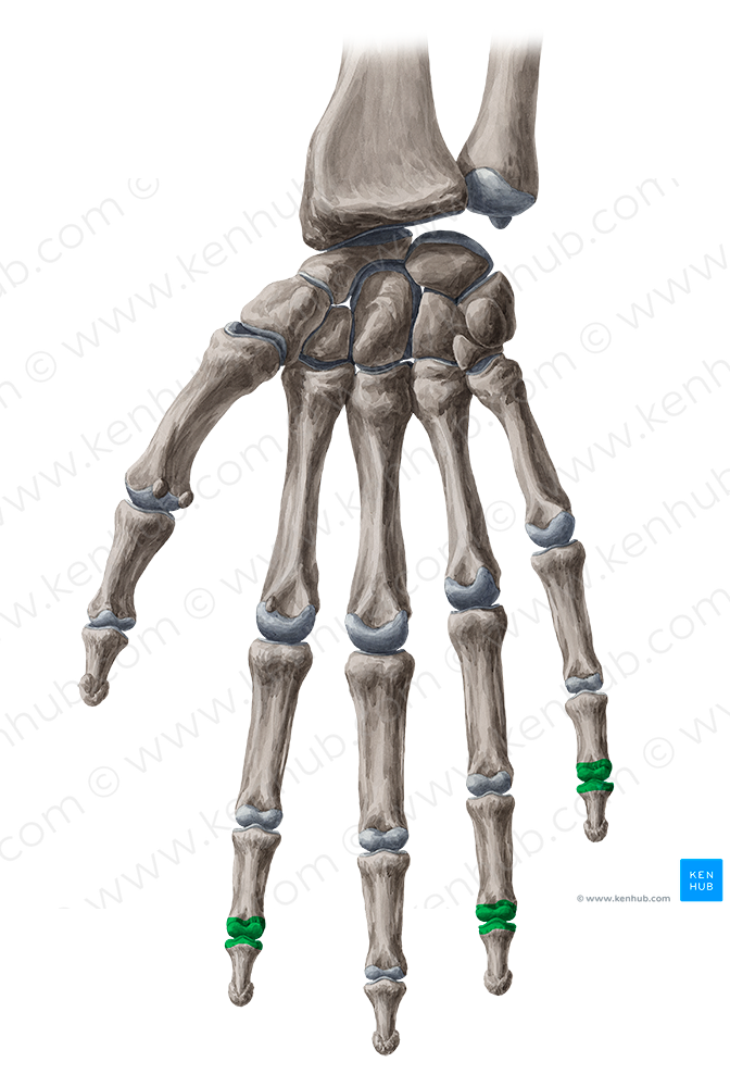 Distal interphalangeal joints of 2nd, 4th & 5th fingers (#2038)