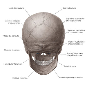 Skull (posterior view) (English)