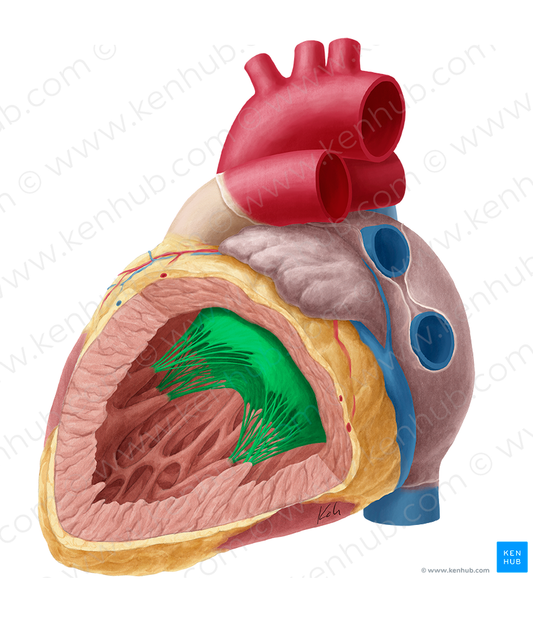 Left atrioventricular valve (#9906)