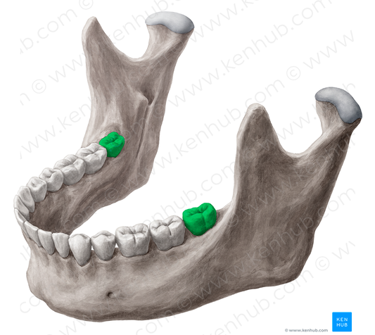 3rd molar tooth (#3221)