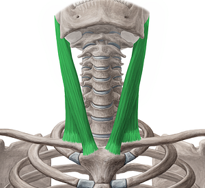 Sternocleidomastoid muscle (#6001)