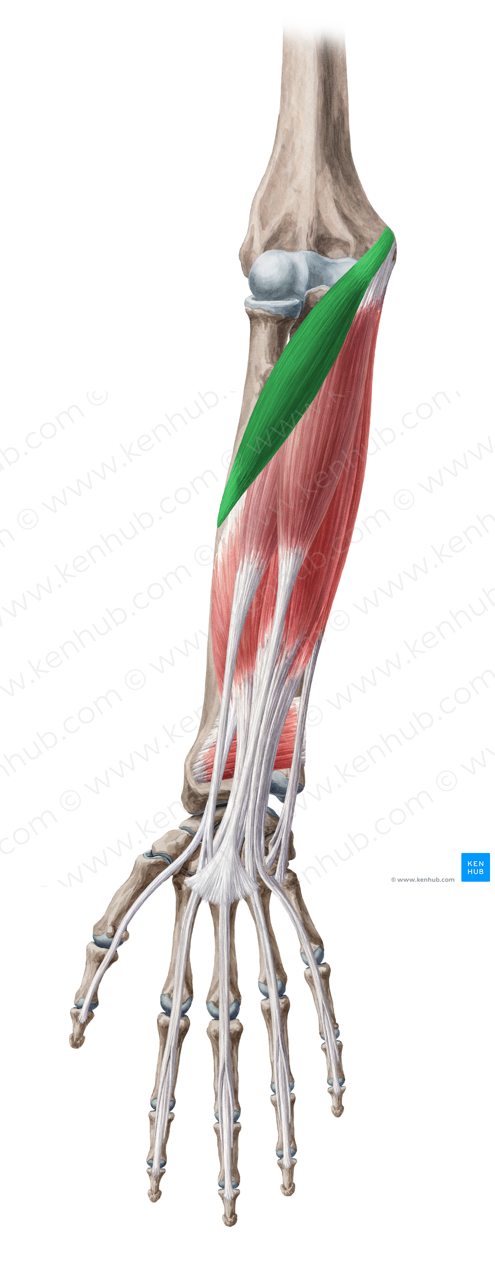 Pronator teres muscle (#5774)