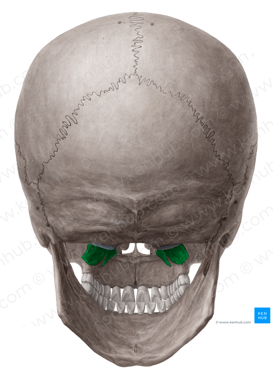 Pterygoid process of sphenoid bone (#8242)