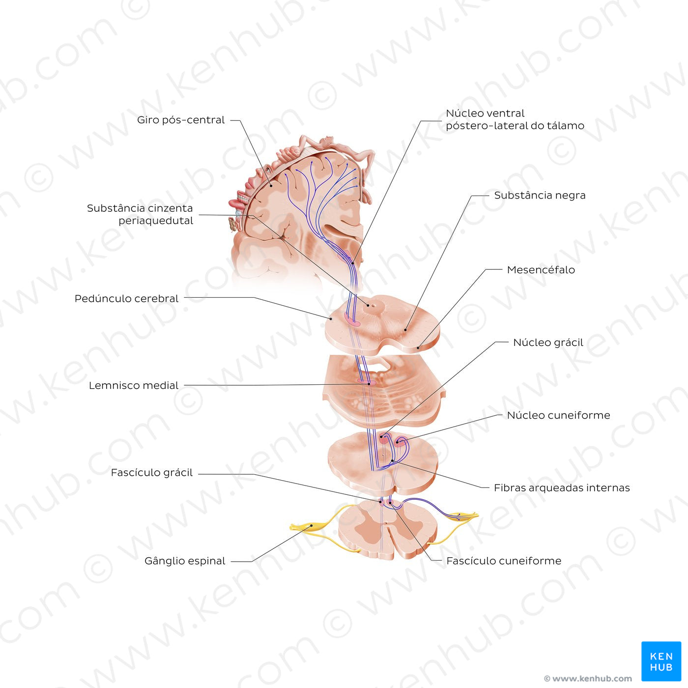 Posterior column-medial lemniscus pathway (PCML) (Portuguese)