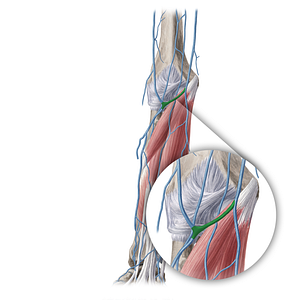 Median cubital vein (#10395)