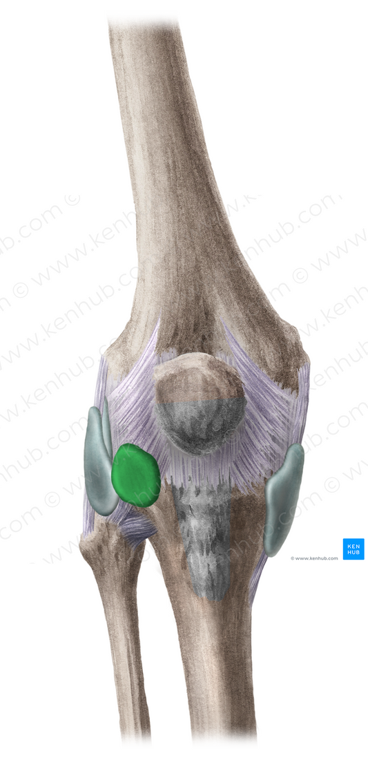 Subtendinous bursa of iliotibial tract (#2275)