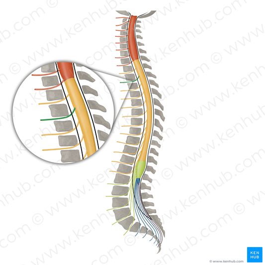 Spinal nerve T2 (#16113)